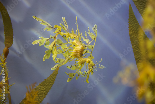 Foto Leafy Seadragon