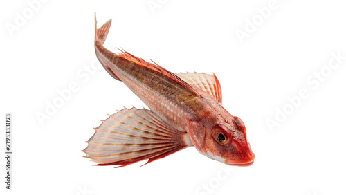 Fotografie Exotic wild red scorpionfish marine sea fish isolated on transparent background