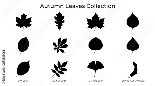 Autumn Leaves Collection Black Silhouette Botanical Vector Set