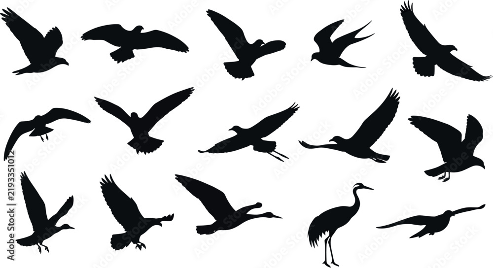 Obraz premium Flying bird silhouettes collection, set of 15 black avian vector icons, wild birds in flight and standing poses, isolated nature design elements