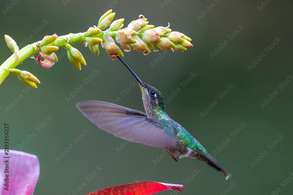 Obraz premium Magnificent Hummingbird (Eugenes fulgens) male flying to get nectar from a beomelia in the rainforest in San Gerardo del dota, Savegre, Costa Rica