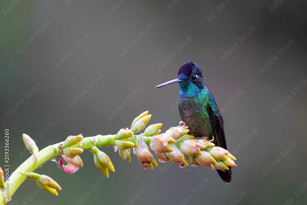 Fototapeta premium Magnificent Hummingbird (Eugenes fulgens) male flying to get nectar from a beomelia in the rainforest in San Gerardo del dota, Savegre, Costa Rica