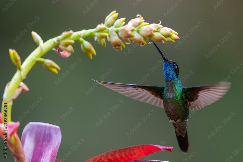 Obraz premium Magnificent Hummingbird (Eugenes fulgens) male flying to get nectar from a beomelia in the rainforest in San Gerardo del dota, Savegre, Costa Rica