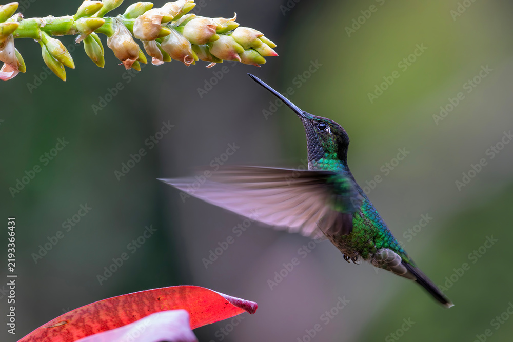 Obraz premium Magnificent Hummingbird (Eugenes fulgens) male flying to get nectar from a beomelia in the rainforest in San Gerardo del dota, Savegre, Costa Rica