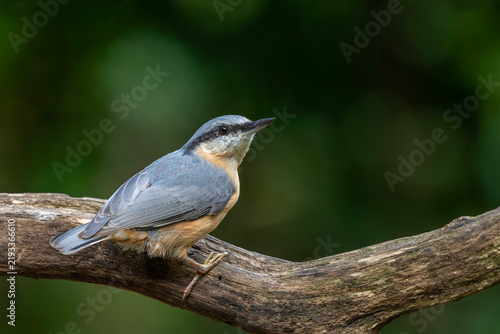 Foto The Eurasian nuthatch or wood nuthatch (Sitta europaea) sitting in the forest in