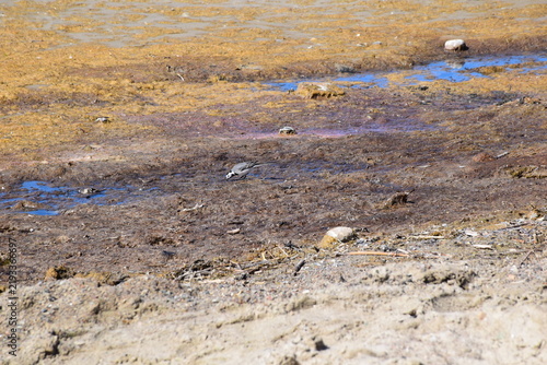 Foto A white wagtail bird foraging on a muddy coastal shore where receding waters have exposed decomposing organic matter and algae