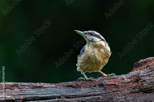 Obraz na plátně The Eurasian nuthatch or wood nuthatch (Sitta europaea) sitting in the forest in