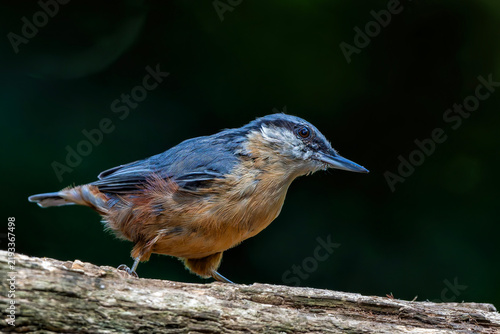 фотографія The Eurasian nuthatch or wood nuthatch (Sitta europaea) sitting in the forest in