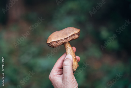 Brown birch bolete mushroom closeup with green bokeh