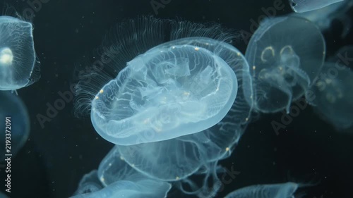 Jellyfish Floating in Blue sea Water, Ethereal Marine Life Underwater, Transparent Medusa Drifting Through the Deep Ocean Environment