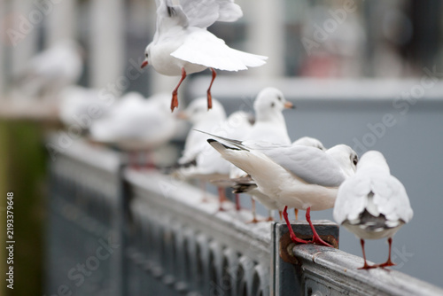 Obraz na plátně Black-headed gulls (Chroicocephalus ridibundus) in a city park