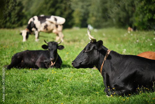 Cows graze in a field among the grass. Selective focus