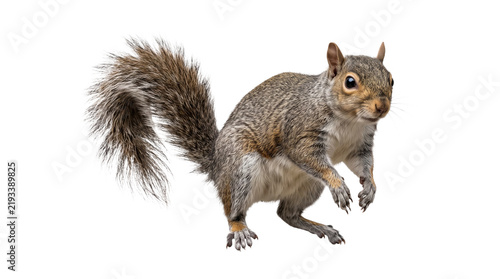фотографія Eastern gray squirrel with bushy tail stands alert on transparent background for nature wildlife design