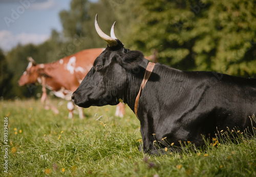 Cows on a meadow. Cows graze in a field among the grass. Insects attack, bite, sit on the cow. Selective focus