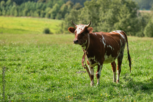 Brown and white cow graze in a field among the grass.  Selective focus