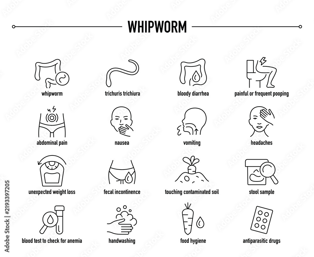 Fototapeta premium Whipworm symptoms, diagnostic and treatment vector icon set. Line editable medical icons.