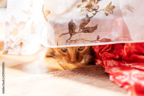 Картината върху платно Ginger kitten peeking from under floral lace curtain beside red quilt in cozy be