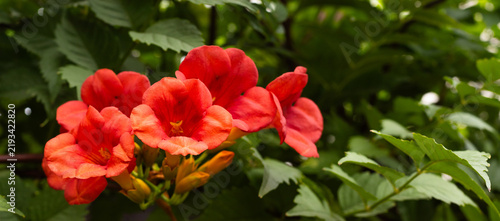 Fotografía Bright red flowers grow among green leaves in a natural garden setting during th