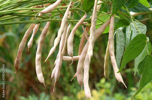 Ripe pods ripen on the common bean stalk