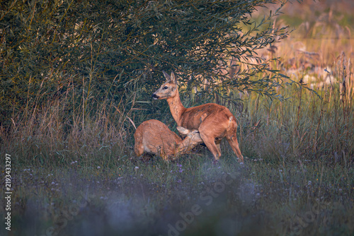 Roe deer