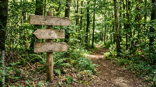 Wooden Directional Sign In A Lush Forest Trail
