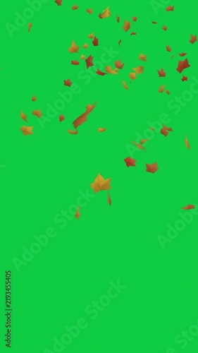 Autumn Maple Leaves Falling on Green Screen - 4 Animation Overlay Pack for Vertical Video