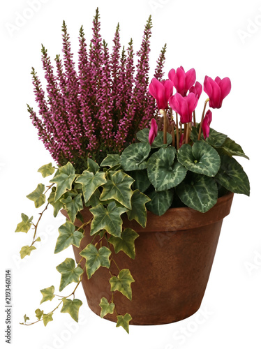 Terracotta pot with blooming heather and cyclamen flowers with ivy vine for garden decoration and balcony plant isolated on transparent background.