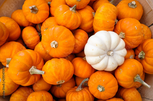 Pile of pumpkins