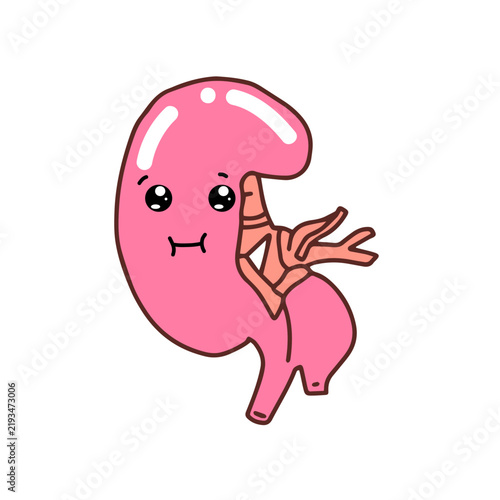 Smirk expression. Kawaii Human Kidney Organ cartoon design. 