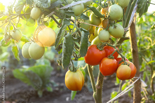 Ripe, red, still green tomatoes grow on the bush, in the rays of the setting sun. Small household. Ecological product. The concept of agriculture.