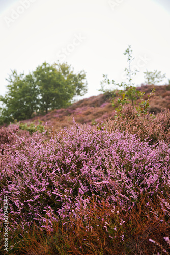 Obraz na plátně Vibrant purple blooming heather carpeting a hillside with green trees under a so