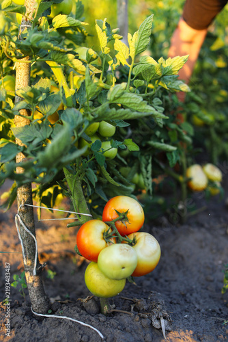 Ripe, red, still green tomatoes grow on the bush, in the rays of the setting sun. Small household. Ecological product. The concept of agriculture.