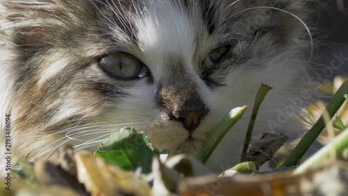 Abandoned cat with a swollen eye crouching in the grass. Faded fur, weary expression. A reminder of the silent struggles of homeless animals 