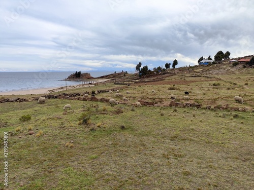 фотографія Rebaño de ovejas pastando junto al lago Titicaca en una isla de Perú