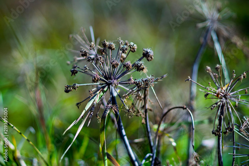 Macro of dried wild angelica seed head umbrella in autumn field with soft bokeh
