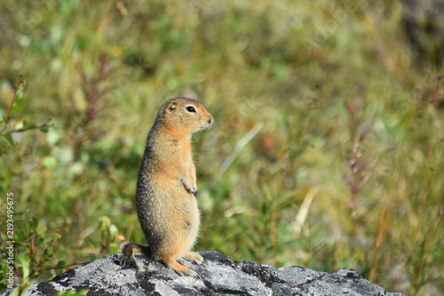 Arctic ground squirrel