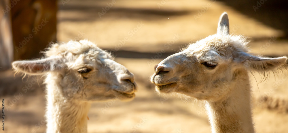 Obraz premium Llama close-up. Portrait of a light-colored llama.