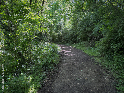 фотографія Shaded dirt trail winds through a dense green forest, flanked by thick underbrus