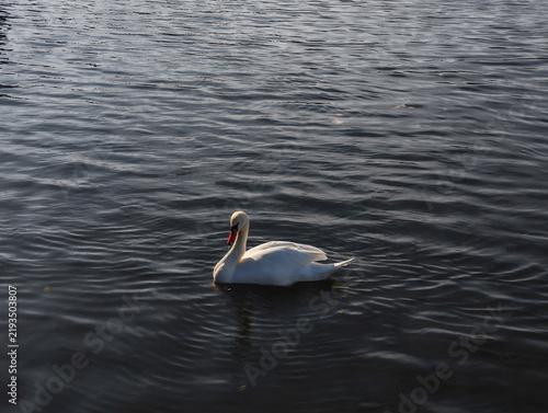 Картината върху платно White swan swimming vltava river prague during autumn