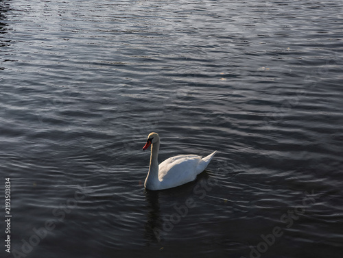 Cuadro en lienzo White swan swimming in dark river vltava in prague