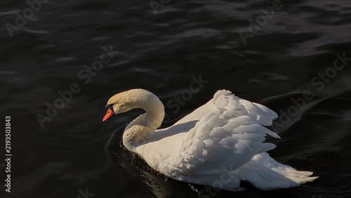 Cuadro en lienzo White swan gracefully swimming vltava river prague