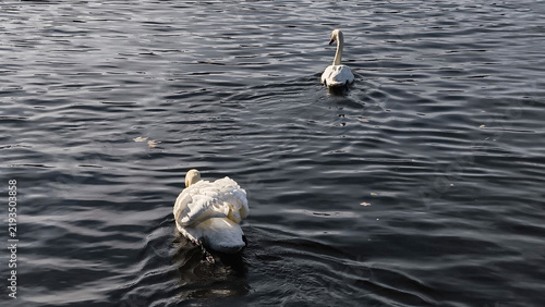 Foto Swans swimming on vltava river in prague