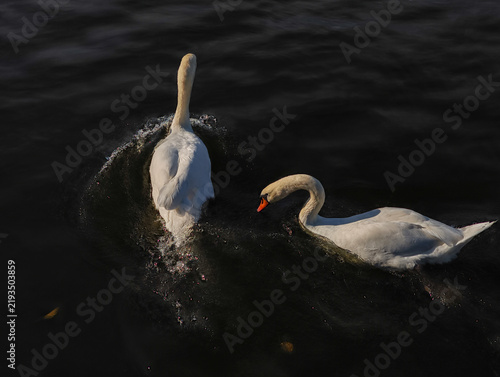 Obraz na płótnie White swans swimming on vltava river in autumn