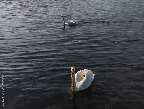 фотографія Swans swimming on vltava river in autumn
