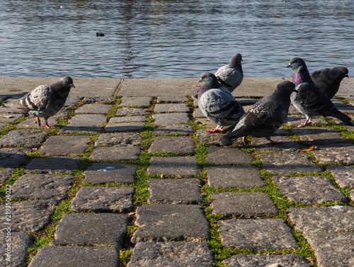 Картината върху платно Pigeons gathering on cobblestone pavement by vltava river in prague
