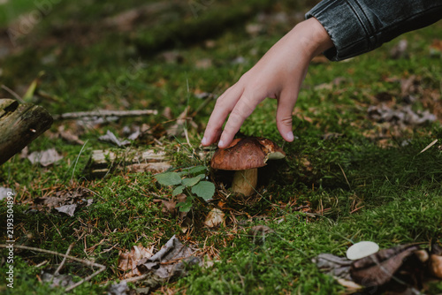 Fotografía Human hand reaching to pick a fresh porcini mushroom in the mossy autumn forest