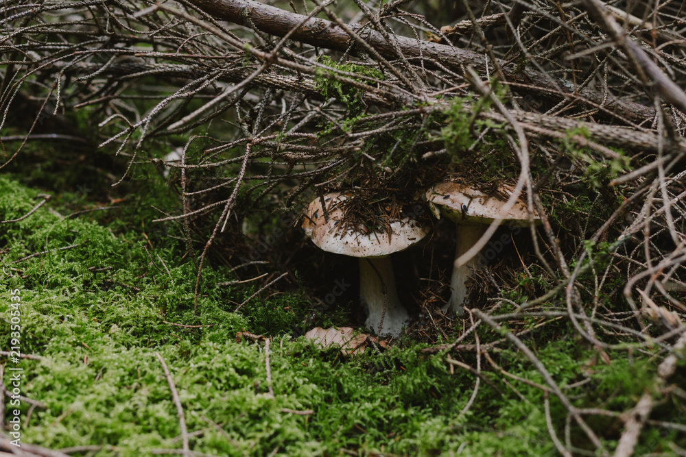 Fototapeta premium Beautiful porcini mushroom growing in green moss and dry grass in the autumn woods