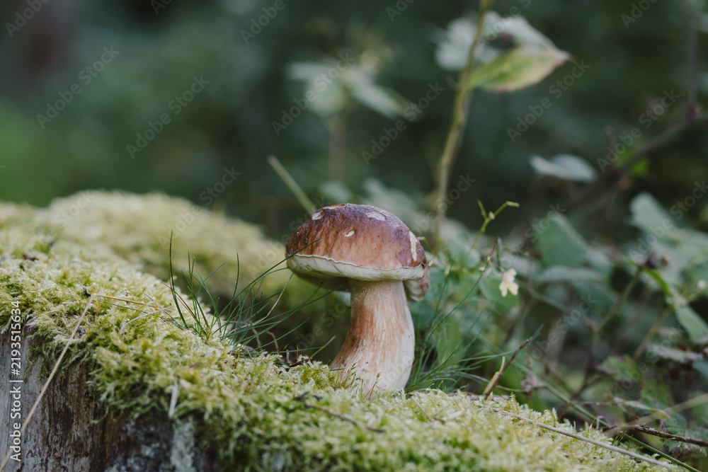 Fototapeta premium Beautiful porcini mushroom growing in green moss and dry grass in the autumn woods