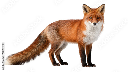 фотографія Red fox with bushy tail and white chest, isolated on transparent background