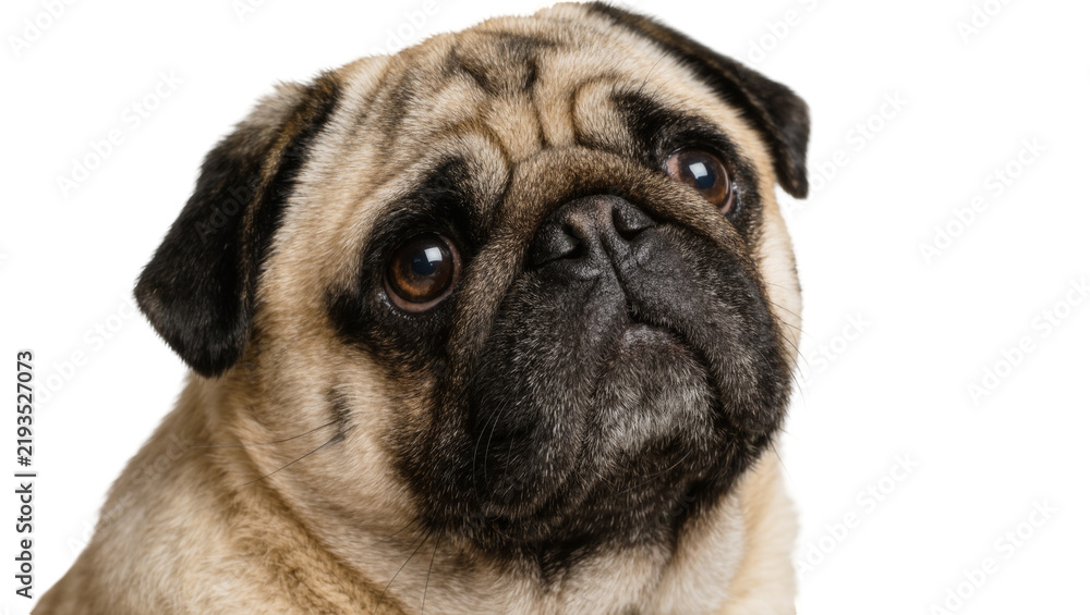 Obraz premium Close-up portrait of a fawn pug dog face with wrinkled skin, isolated on transparent background